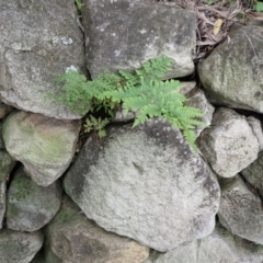 Pteris tremula at Cecil Hoskins Nature Reserve - 4 Jan 2024 12:05 PM