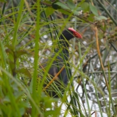 Porphyrio melanotus (Australasian Swamphen) at Burradoo, NSW - 4 Jan 2024 by plants