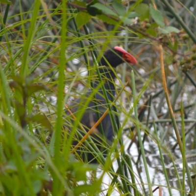 Porphyrio melanotus (Australasian Swamphen) at Burradoo, NSW - 4 Jan 2024 by plants