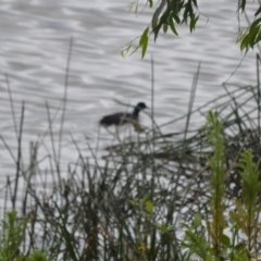 Fulica atra (Eurasian Coot) at Cecil Hoskins Nature Reserve - 4 Jan 2024 by plants