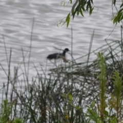 Fulica atra (Eurasian Coot) at Cecil Hoskins Nature Reserve - 5 Jan 2024 by plants