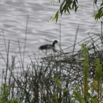 Fulica atra (Eurasian Coot) at Cecil Hoskins Nature Reserve - 4 Jan 2024 by plants