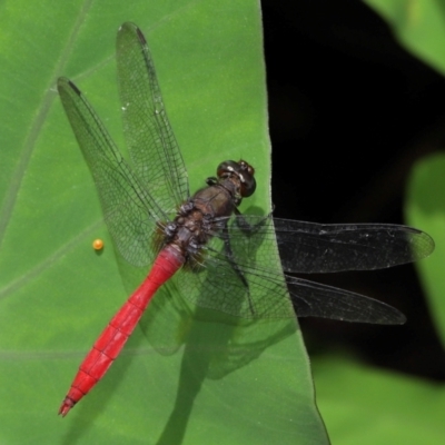Unidentified Dragonfly (Anisoptera) at Brisbane City, QLD - 4 Jan 2024 by TimL