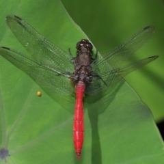 Orthetrum villosovittatum at Brisbane City Botanic Gardens - 4 Jan 2024 11:58 AM