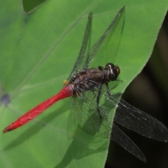 Orthetrum villosovittatum at Brisbane City Botanic Gardens - 4 Jan 2024 11:58 AM