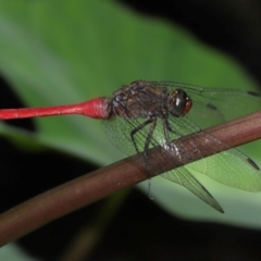 Orthetrum villosovittatum at Brisbane City Botanic Gardens - 4 Jan 2024 11:58 AM