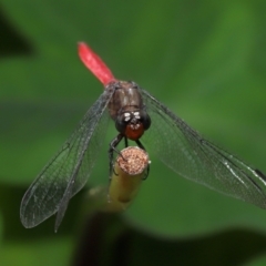 Orthetrum villosovittatum at Brisbane City Botanic Gardens - 4 Jan 2024 11:58 AM