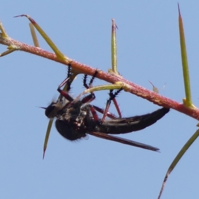 Unidentified Robber fly (Asilidae) at Wingecarribee Local Government Area - 2 Jan 2024 by Curiosity