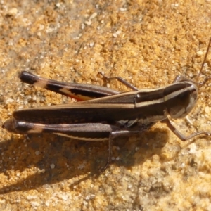 Macrotona australis at Woodlands - 3 Jan 2024