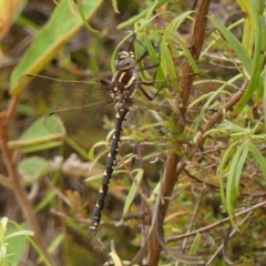 Notoaeschna sagittata (Southern Riffle Darner) at Woodlands - 2 Jan 2024 by Curiosity