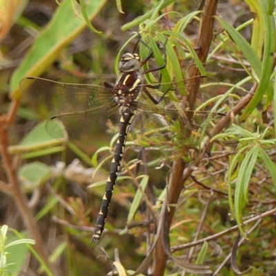 Unidentified Dragonfly (Anisoptera) at Woodlands, NSW - 2 Jan 2024 by Curiosity