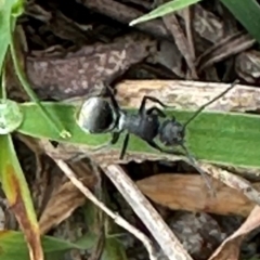 Polyrhachis sp. (genus) (A spiny ant) at Kangaroo Valley, NSW - 4 Jan 2024 by lbradleyKV
