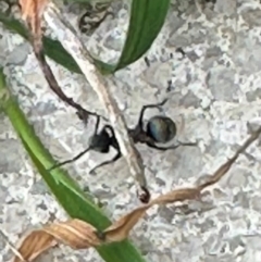 Polyrhachis sp. (genus) at Kangaroo Valley, NSW - 5 Jan 2024