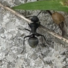 Polyrhachis sp. (genus) at Kangaroo Valley, NSW - 5 Jan 2024