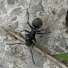 Polyrhachis sp. (genus) at Kangaroo Valley, NSW - 5 Jan 2024