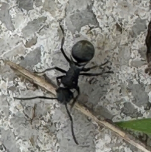 Polyrhachis sp. (genus) at Kangaroo Valley, NSW - 5 Jan 2024