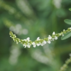 Melilotus albus (Bokhara Clover) at UMD007: Casuarina Sands, Cotter - 2 Jan 2024 by RAllen