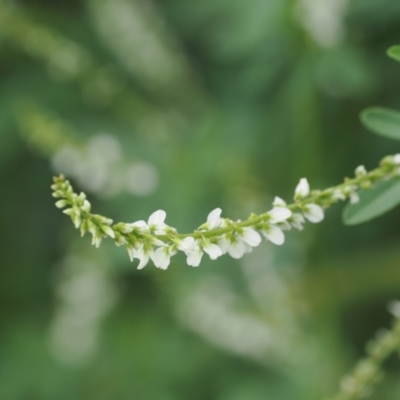 Melilotus albus (Bokhara Clover) at UMD007: Casuarina Sands, Cotter - 2 Jan 2024 by RAllen
