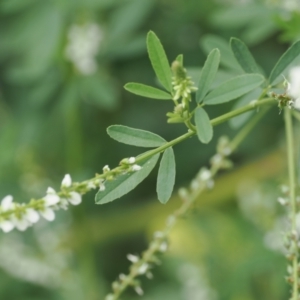 Melilotus albus at UMD007: Casuarina Sands, Cotter - 2 Jan 2024