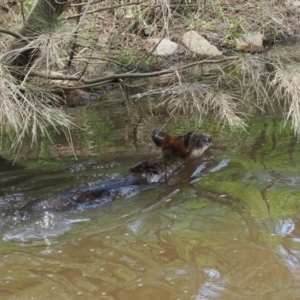 Wallabia bicolor at Stony Creek - 2 Jan 2024