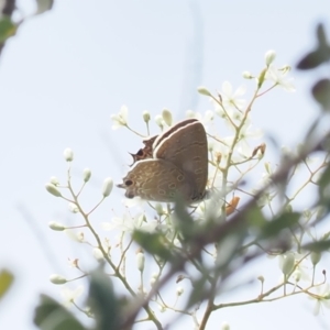 Jalmenus icilius at Red Hill Nature Reserve - 2 Jan 2024