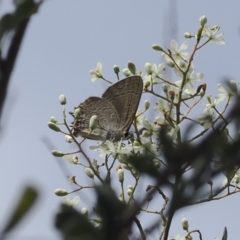 Jalmenus icilius at Red Hill Nature Reserve - 2 Jan 2024 01:37 PM