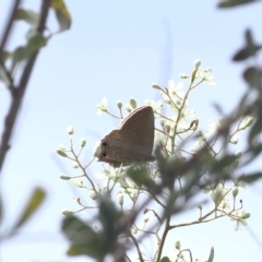 Jalmenus icilius at Red Hill Nature Reserve - 2 Jan 2024