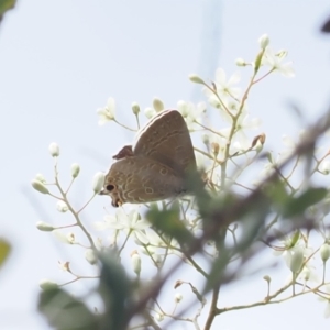 Jalmenus icilius at Red Hill Nature Reserve - 2 Jan 2024