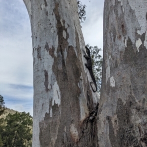 Varanus varius at Burrinjuck, NSW - suppressed