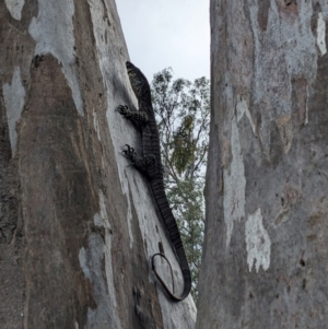 Varanus varius at Burrinjuck, NSW - suppressed