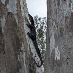 Varanus varius at Burrinjuck, NSW - 5 Jan 2024