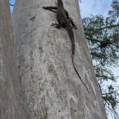 Varanus varius at Burrinjuck, NSW - suppressed