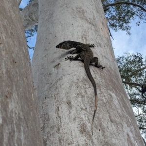 Varanus varius at Burrinjuck, NSW - suppressed