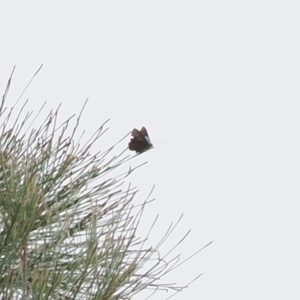 Hypochrysops delicia at Red Hill Nature Reserve - suppressed