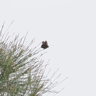 Hypochrysops delicia (Moonlight Jewel) at Red Hill, ACT - 2 Jan 2024 by RAllen