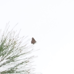 Hypochrysops delicia at Red Hill Nature Reserve - suppressed