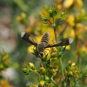 Comptosia quadripennis at Red Hill Nature Reserve - 2 Jan 2024