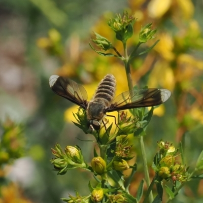 Comptosia quadripennis (a bee fly) at Red Hill Nature Reserve - 2 Jan 2024 by RAllen