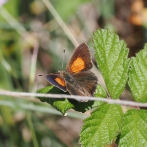 Paralucia pyrodiscus at Tuggeranong Hill - 1 Jan 2024