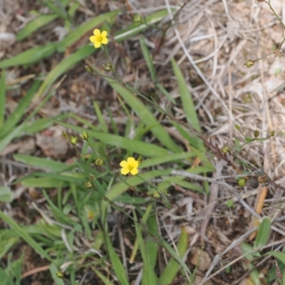 Linum trigynum (French Flax) at Theodore, ACT - 1 Jan 2024 by RAllen