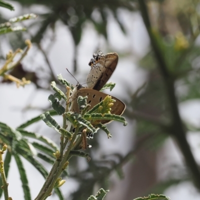 Jalmenus ictinus (Stencilled Hairstreak) at Theodore, ACT - 1 Jan 2024 by RAllen