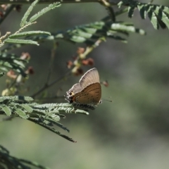 Jalmenus ictinus at Tuggeranong Hill - 1 Jan 2024