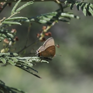 Jalmenus ictinus at Tuggeranong Hill - 1 Jan 2024