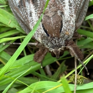 Endoxyla lituratus at Kangaroo Valley, NSW - suppressed