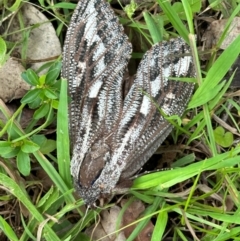 Endoxyla lituratus at Kangaroo Valley, NSW - suppressed