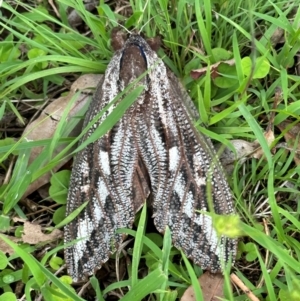 Endoxyla lituratus at Kangaroo Valley, NSW - suppressed