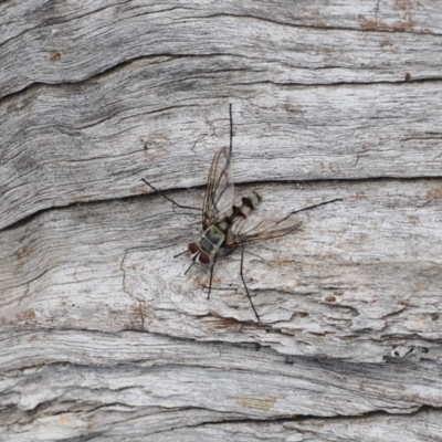 Prosena sp. (genus) (A bristle fly) at Theodore, ACT - 1 Jan 2024 by RAllen