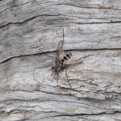 Prosena sp. (genus) (A bristle fly) at Tuggeranong Hill - 1 Jan 2024 by RAllen