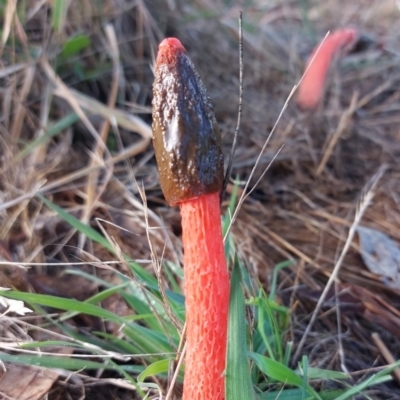 Phallus rubicundus (Phallus rubicundus) at Throsby, ACT - 4 Jan 2024 by Numbat