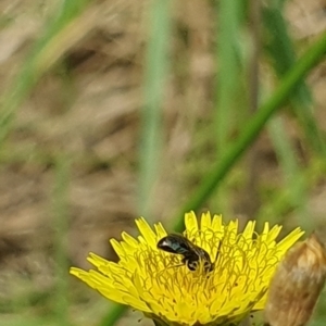 Lasioglossum (Homalictus) sp. (genus & subgenus) at Jerrabomberra Wetlands (JWT) - 1 Dec 2023 10:51 AM